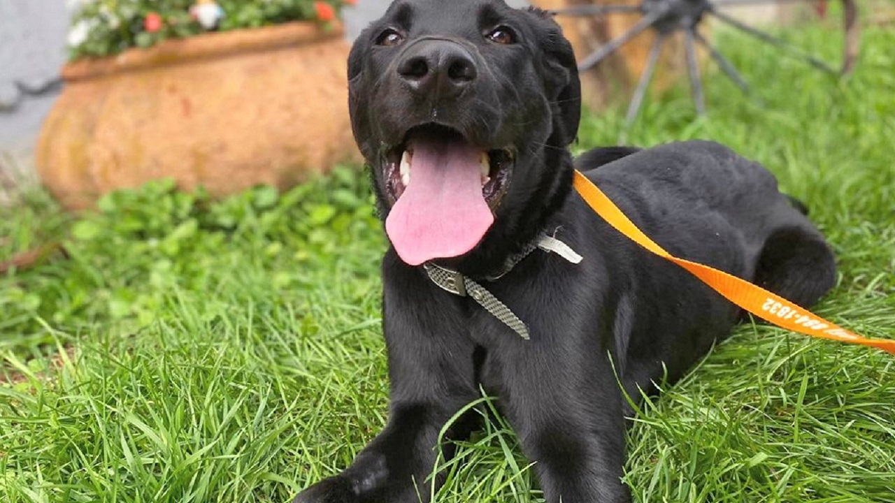 Labrador nero felice