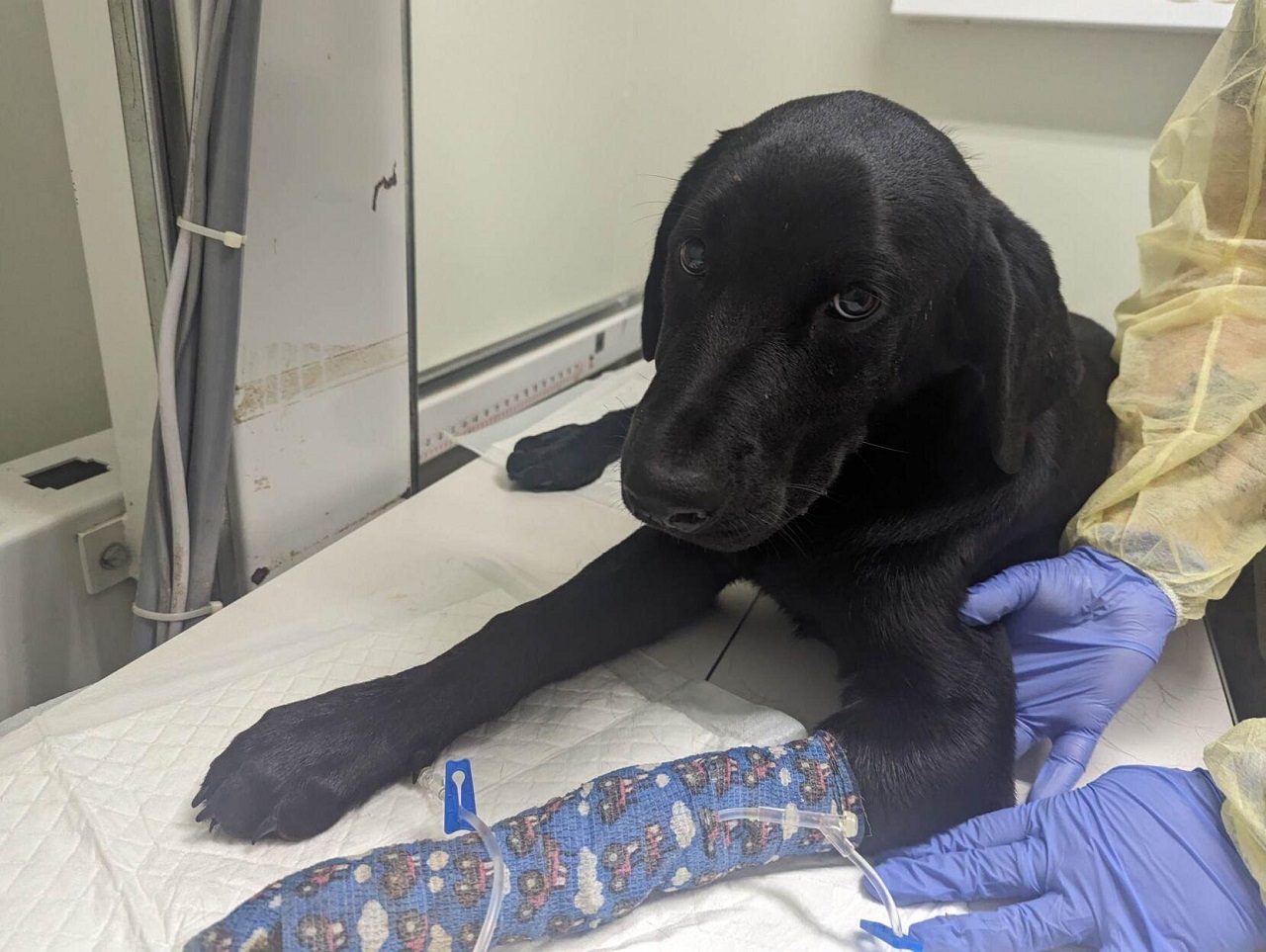 Labrador dal veterinario