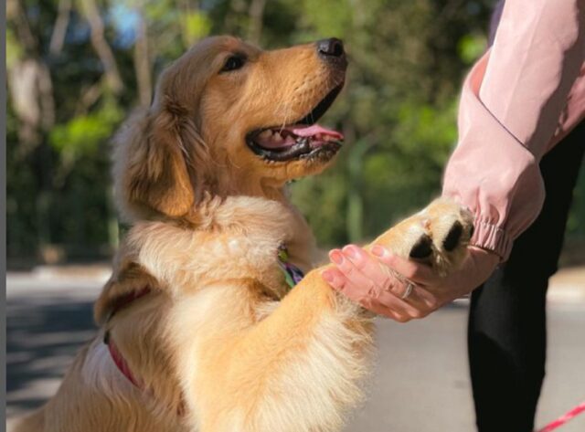 Cucciolo mascotte del centro commerciale: Dennis saluta sempre tutti perché vuole le coccole