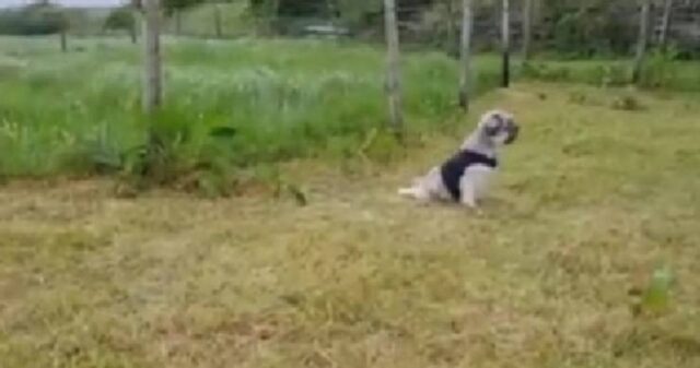 Cucciolo paralizzato abbandonato in strada torna a vivere con una sedia a rotelle