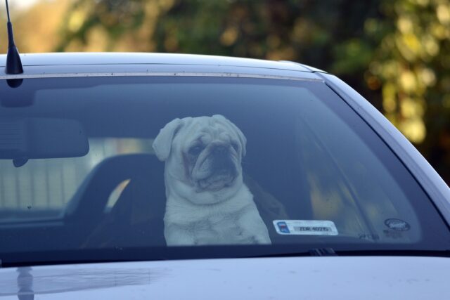Donna dimentica il cane nel bagagliaio dell’auto: purtroppo non ce l’ha fatta per il troppo caldo