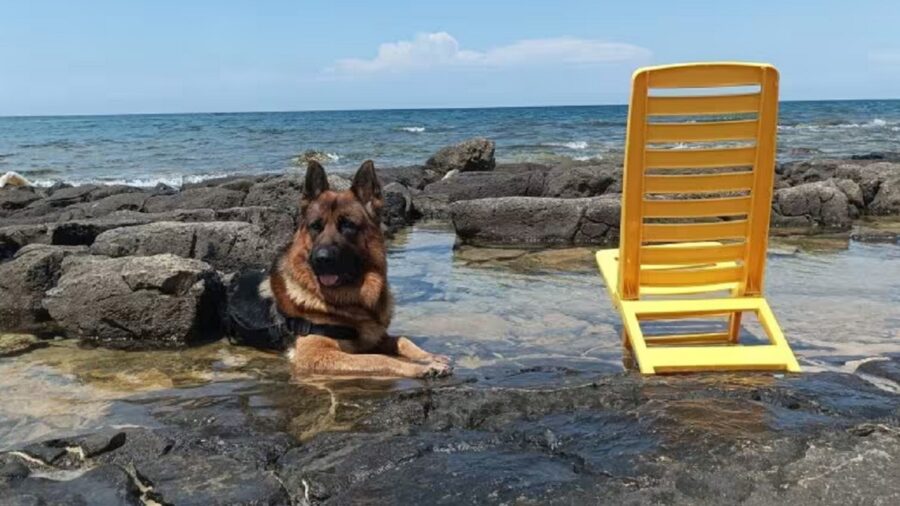 Cane in spiaggia