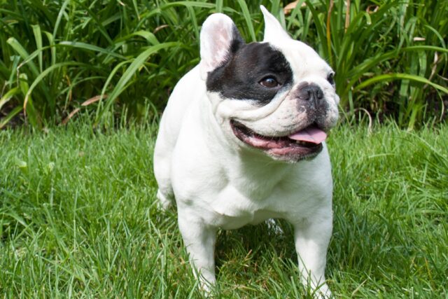 Il French Bulldog più famoso di internet è volato sul ponte dell’arcobaleno a 12 anni, addio Manny the Frenchie