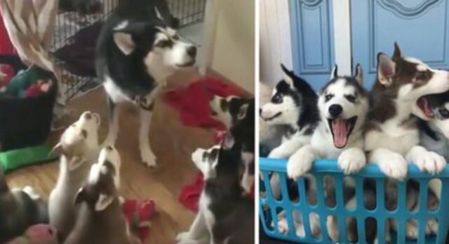 A lezione di ululati: mamma Husky insegna come fare ai suoi cuccioli e il risultato è adorabile