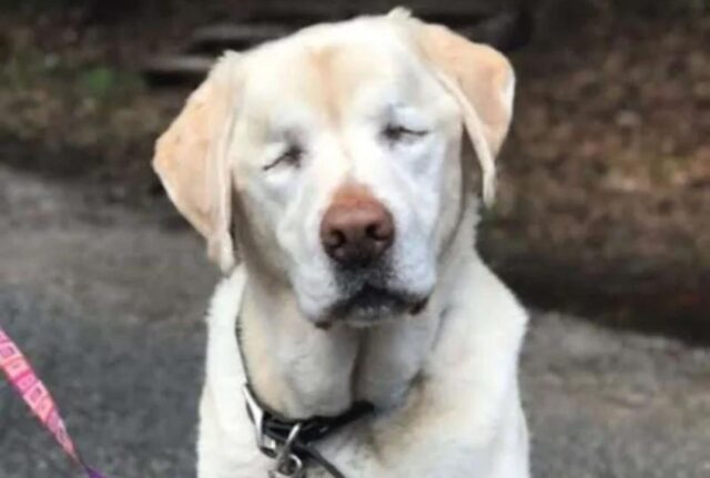 Il Labrador Retriever cieco viene salvato dopo una settimana in cui è rimasto perso dentro una foresta