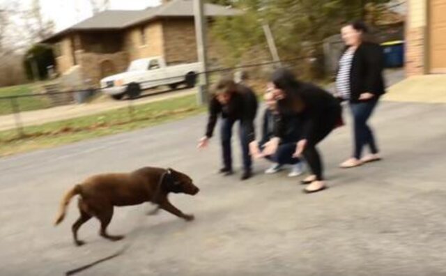 Il Labrador color cioccolato ritrova la sua famiglia dopo essere stato scomparso per 5 anni (VIDEO)