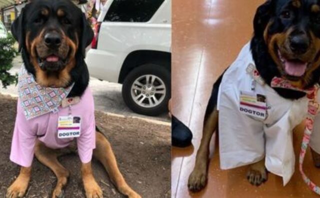 Ha preso un dogtorato: questo cane ha studiato per aiutare i pazienti dell’ospedale (VIDEO)