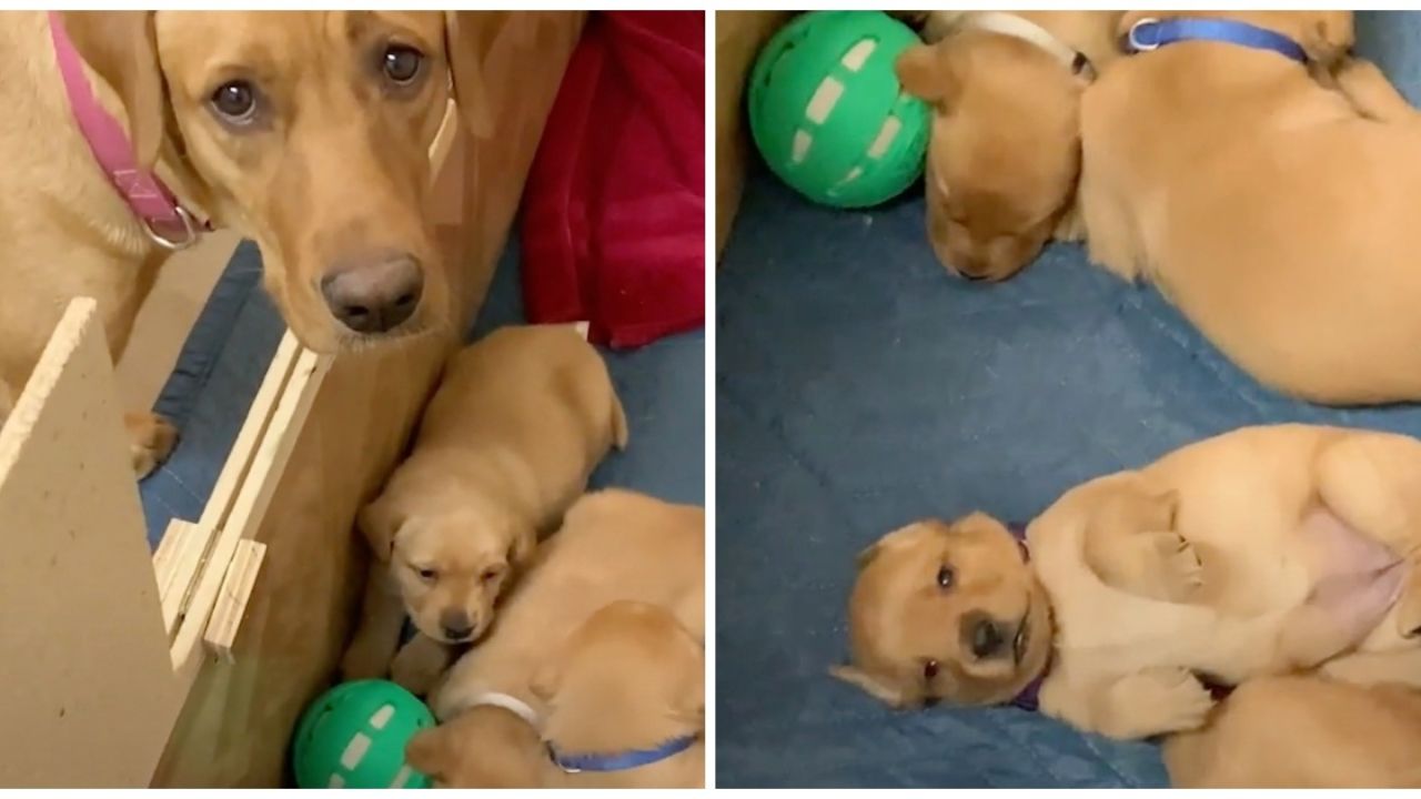 cagnolina con cuccioli