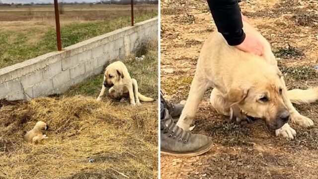 Tutti la scacciavano e la prendevano a calci: questa mamma cane ha protetto il suo cucciolo con il suo corpo