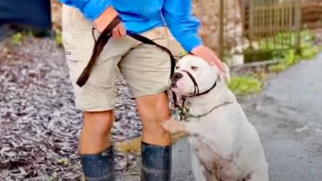 uomo accarezza un cane