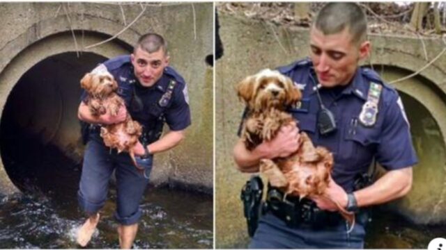 Il poliziotto si toglie scarpe e calze e percorre un tunnel profondo pur di salvare questo cane