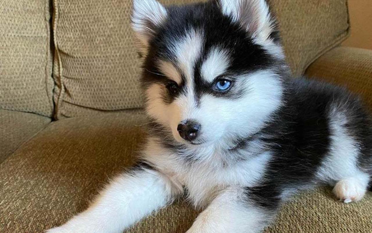 cagnolino piccolo con gli occhi blu