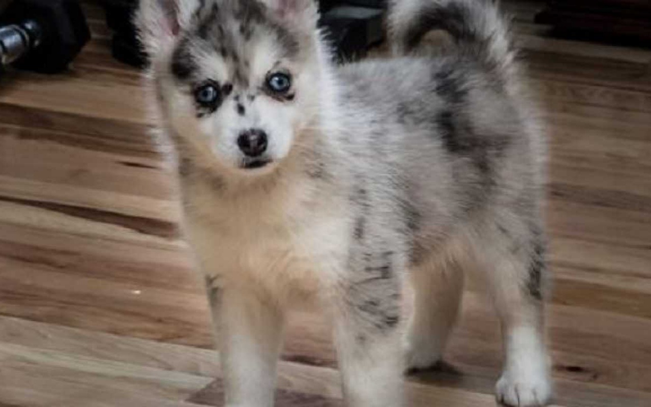 cucciolo di cane che è nato da un incrocio strano