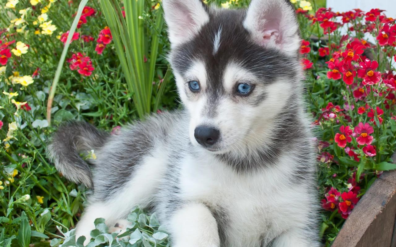 cucciolo di cane tra i fiori