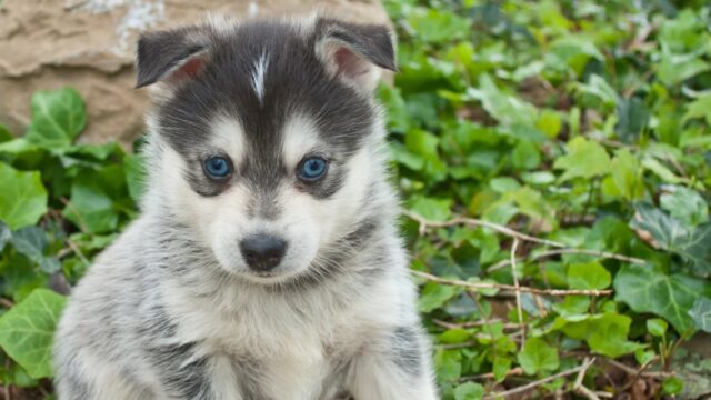 Pomsky, carattere e temperamento di questo cane esuberante