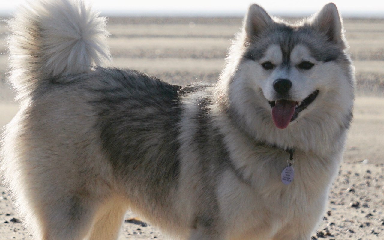 cagnolino che si diverte in spiaggia