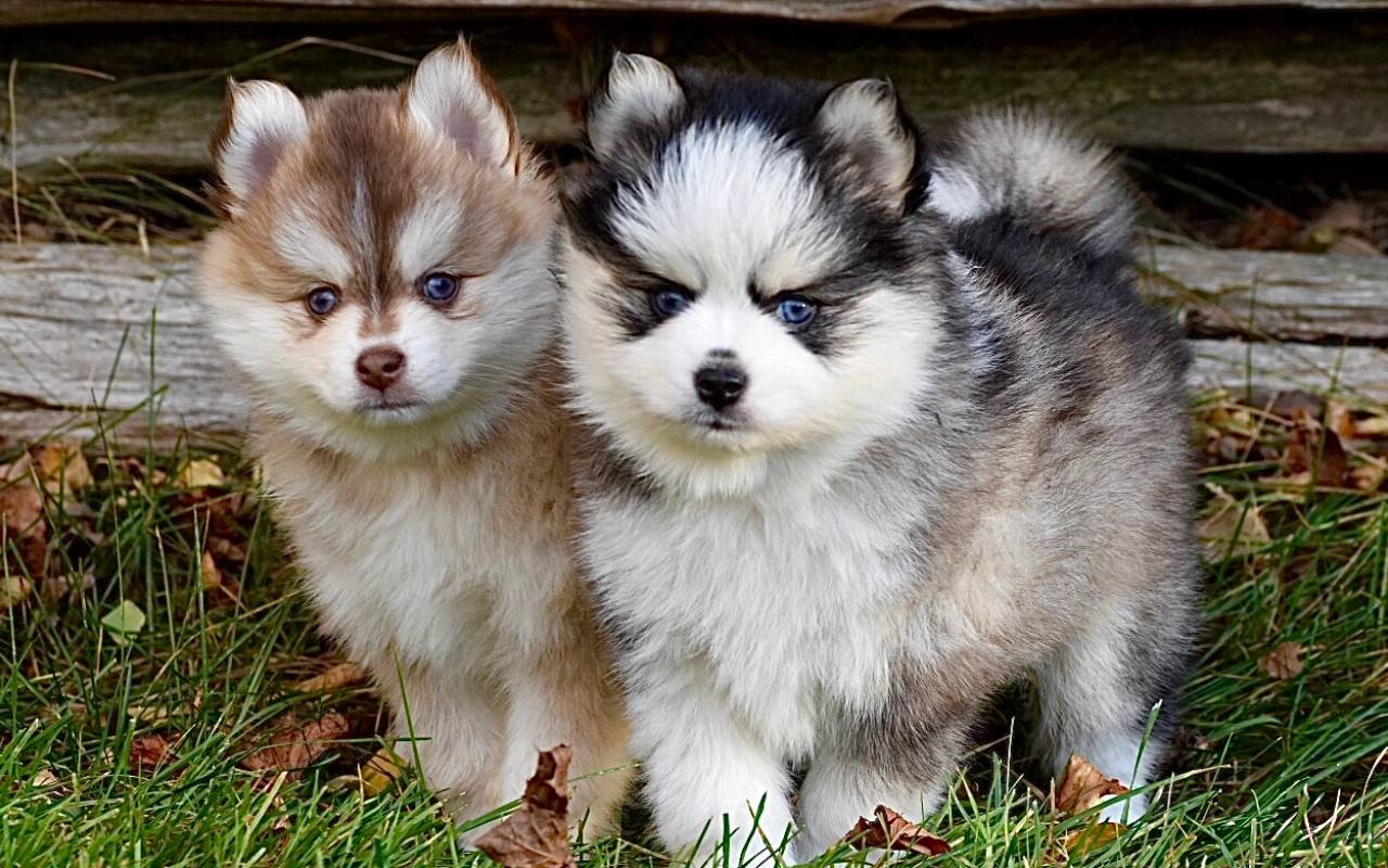 due cagnolini piccoli simili all'husky
