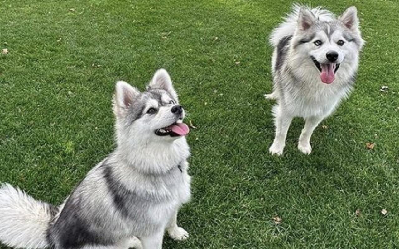 cagnolini seduti sul prato che giocano insieme