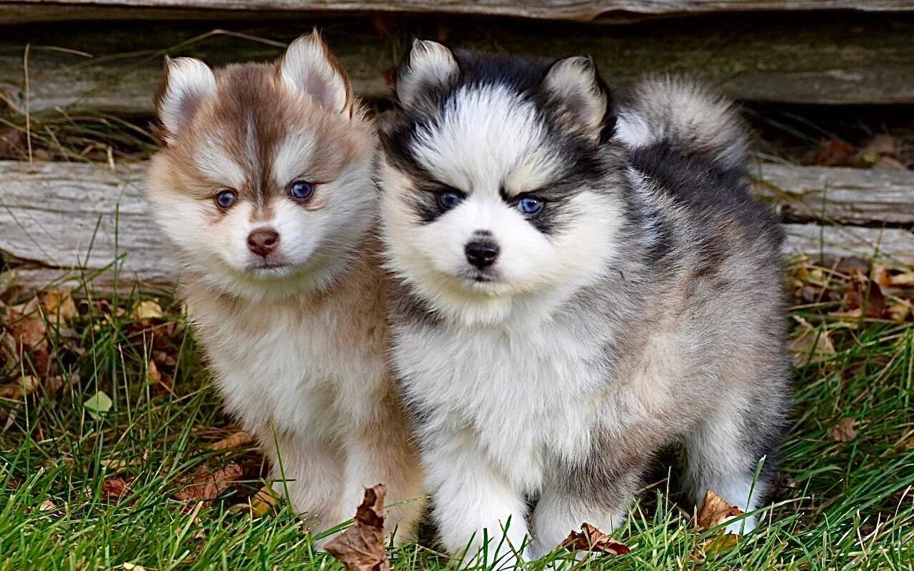 cagnolini simili all'husky