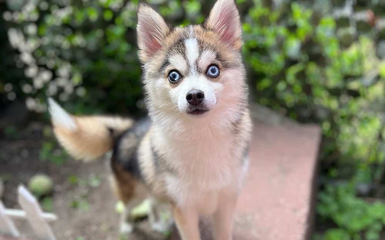 cane nato da un incrocio particolare