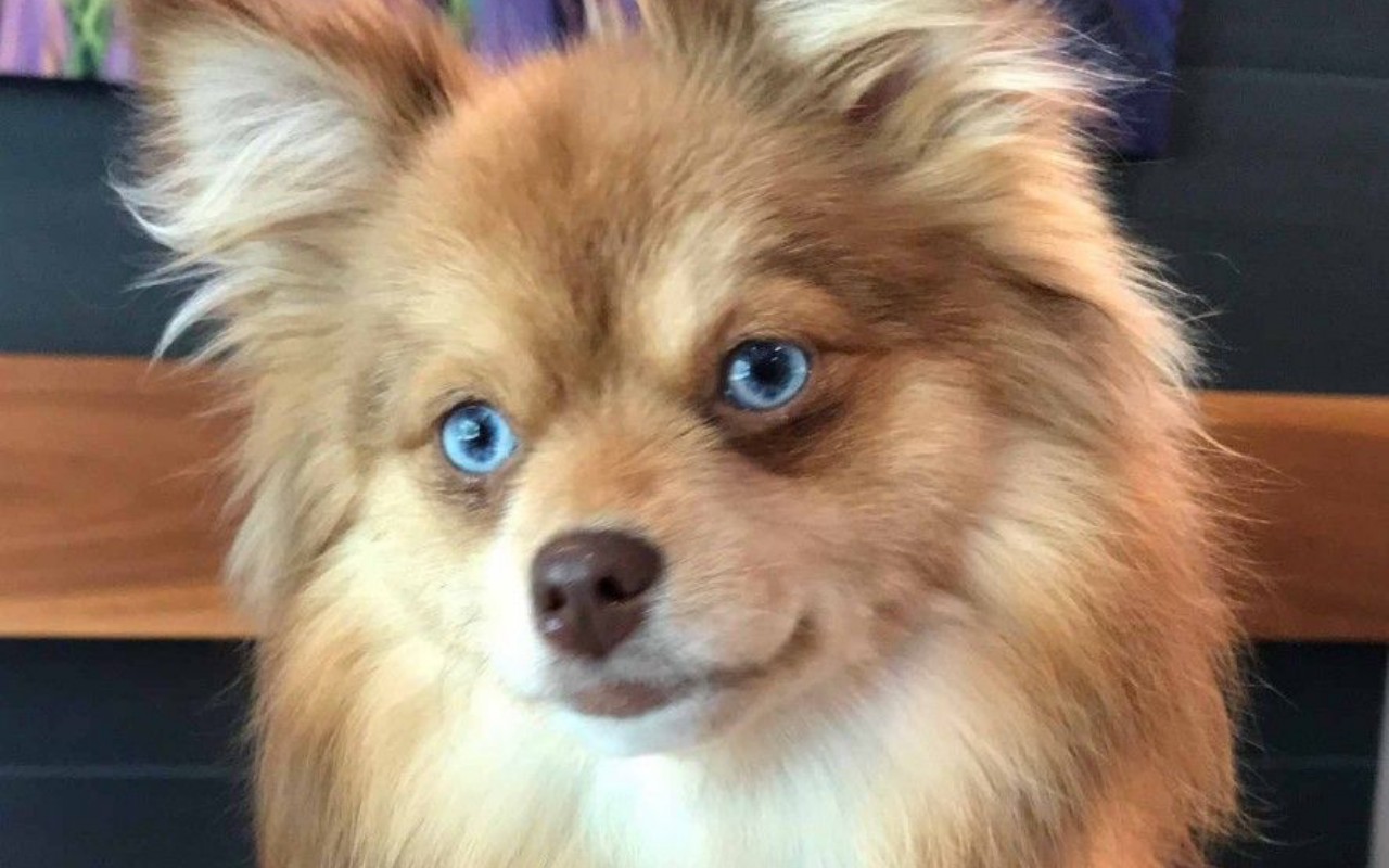 cagnolino con il pelo lungo marrone e gli occhi blu