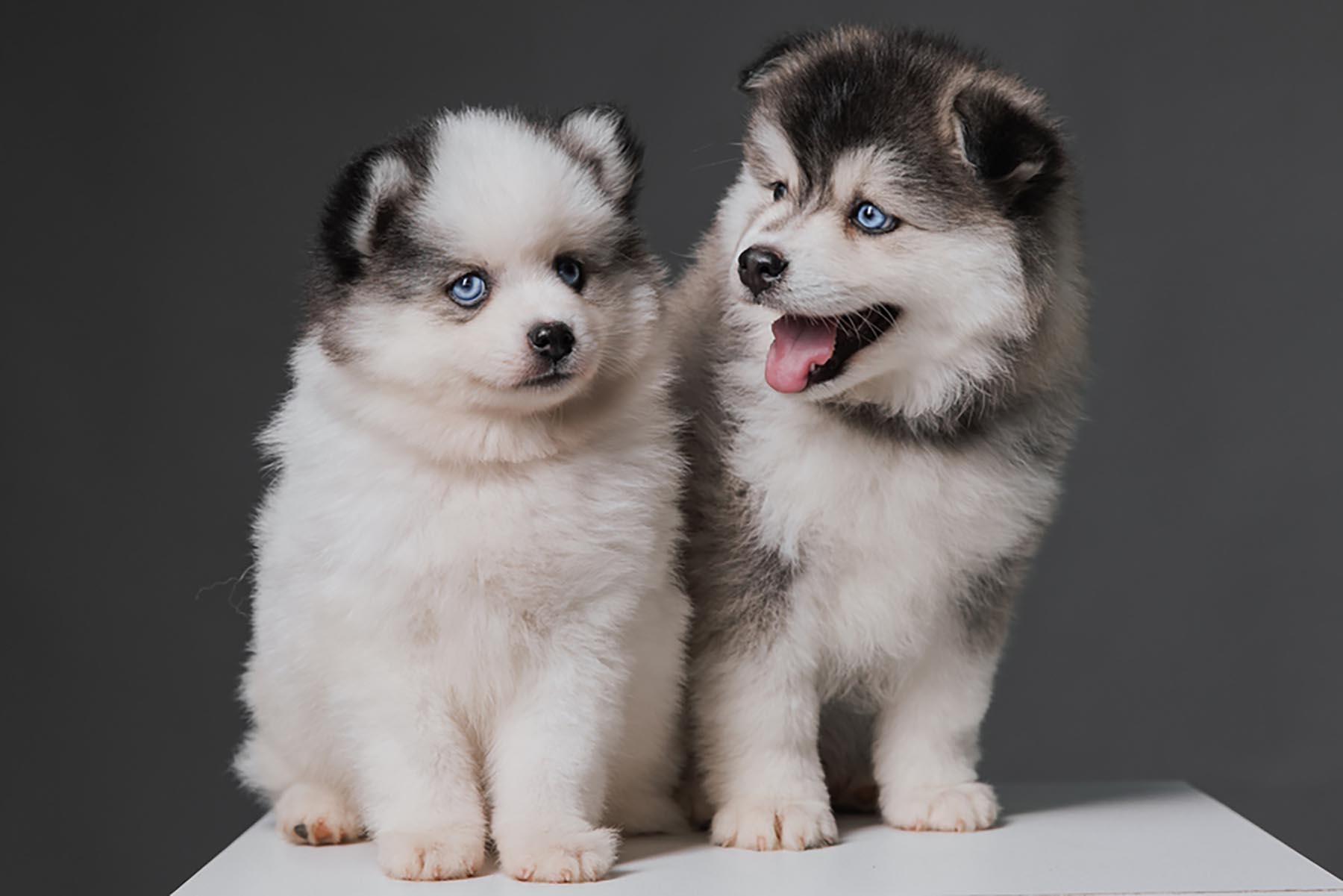 Pomsky