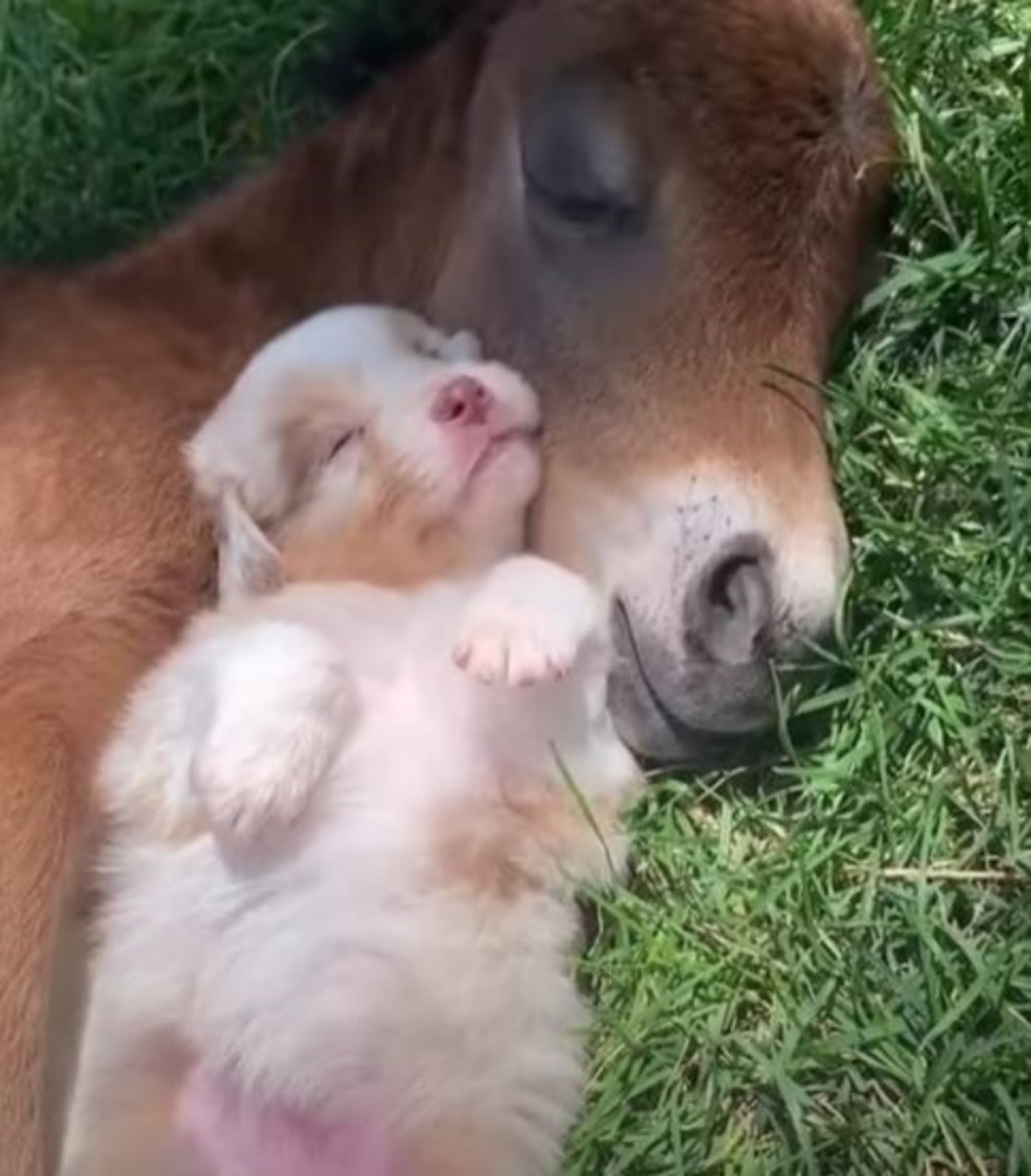 un cucciolo con un puledrino