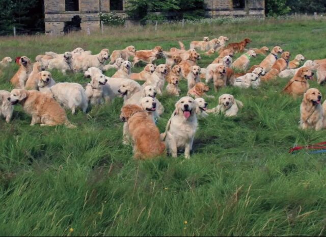 Raduno di Golden Retriever in Scozia per il 155esimo anniversario dalla nascita della razza