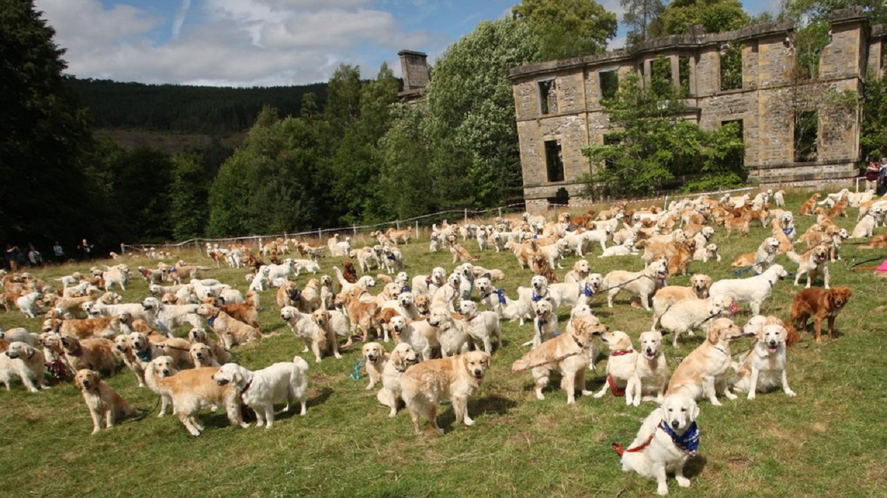 Golden Retriever al Castello