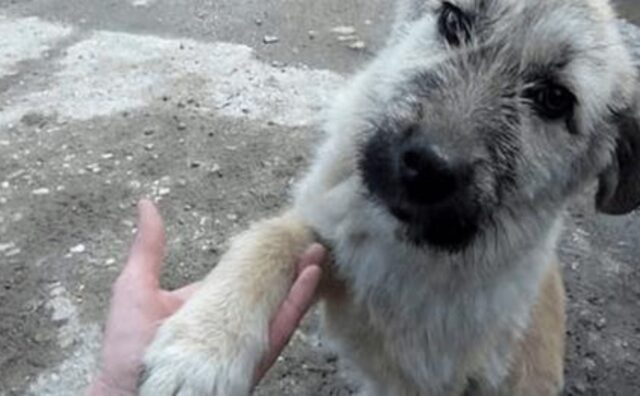 Il momento speciale in cui un cucciolo randagio stringe la mano al soccorritore dopo avergli salvato la vita (VIDEO)