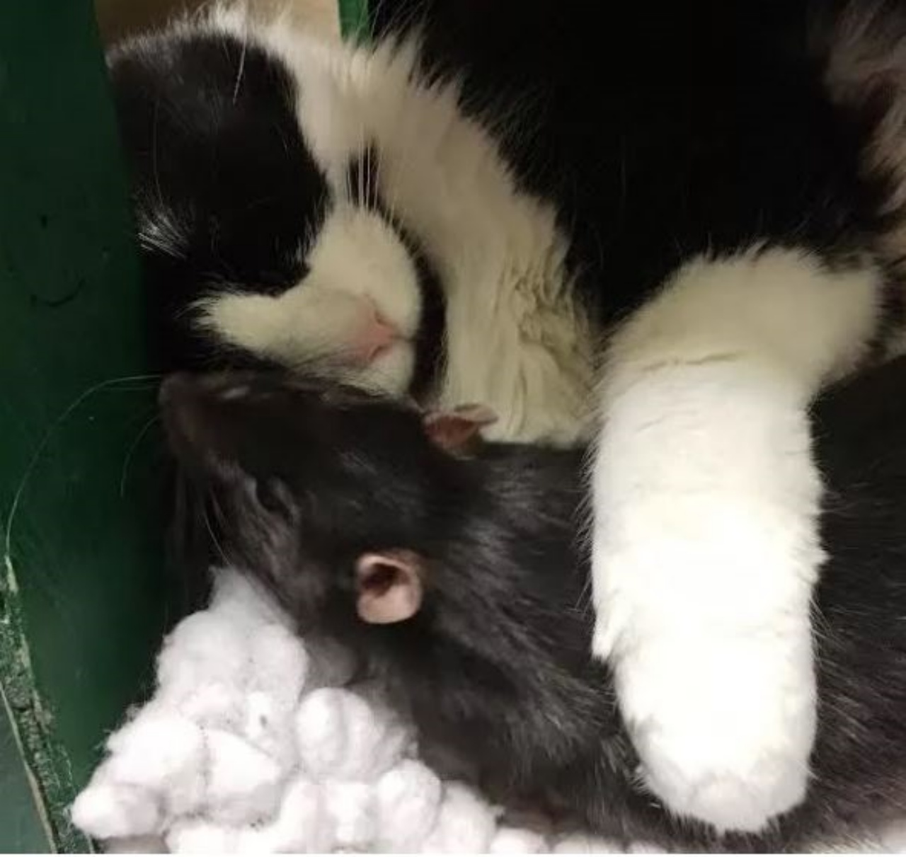 Un gatto insieme ad un topo