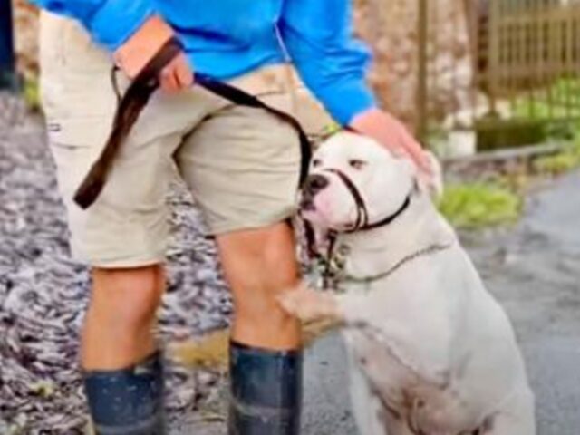 Era “progettato” per essere un cane cattivo, poi un uomo ha visto il vero cuore di questo Pitbull