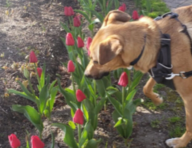 10 adorabili foto di cani perfettamente a loro agio in mezzo alle piante