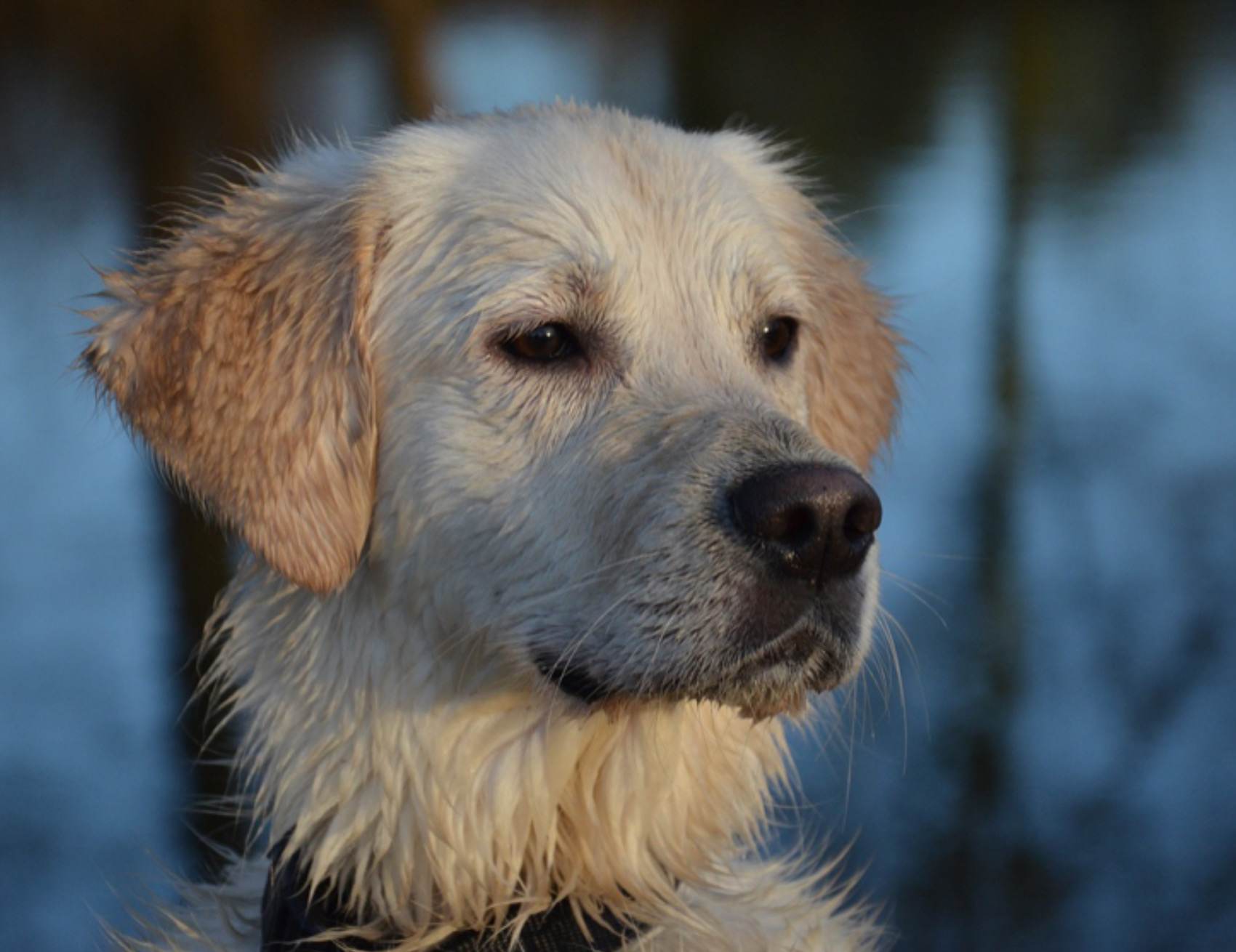 Cane guarda avanti