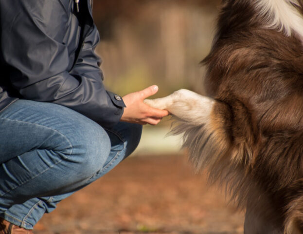 4 cose che il tuo cane vuole veramente (ma veramente) da te