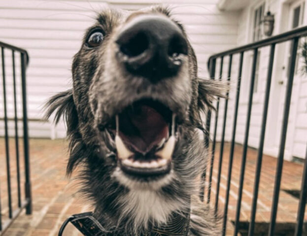 5 foto di cani che con la loro felicità e allegria renderanno migliore anche la tua giornata