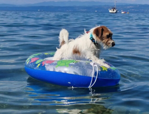 5 foto di cani che non hanno ancora capito come comportarsi quando vanno in spiaggia