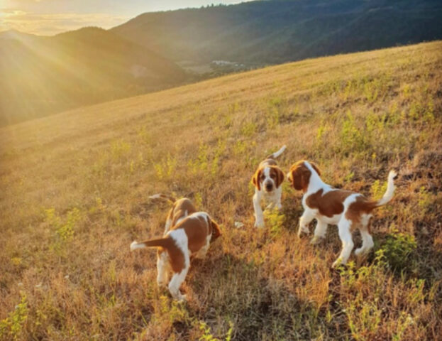 5 foto di cani che si godono tutte le gioie dello stare al sole