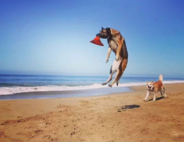 5 foto di cani che stanno vivendo (davvero!) la loro best life in spiaggia