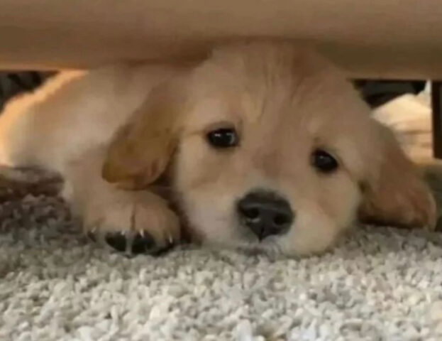 Cane sotto il tavolo