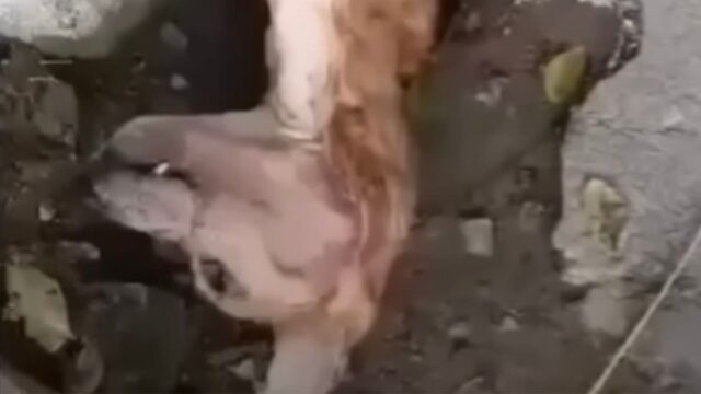 Abbandonato a testa in giù appoggiato a un muro: questo cane era ormai uno scheletro in attesa dell’inevitabile