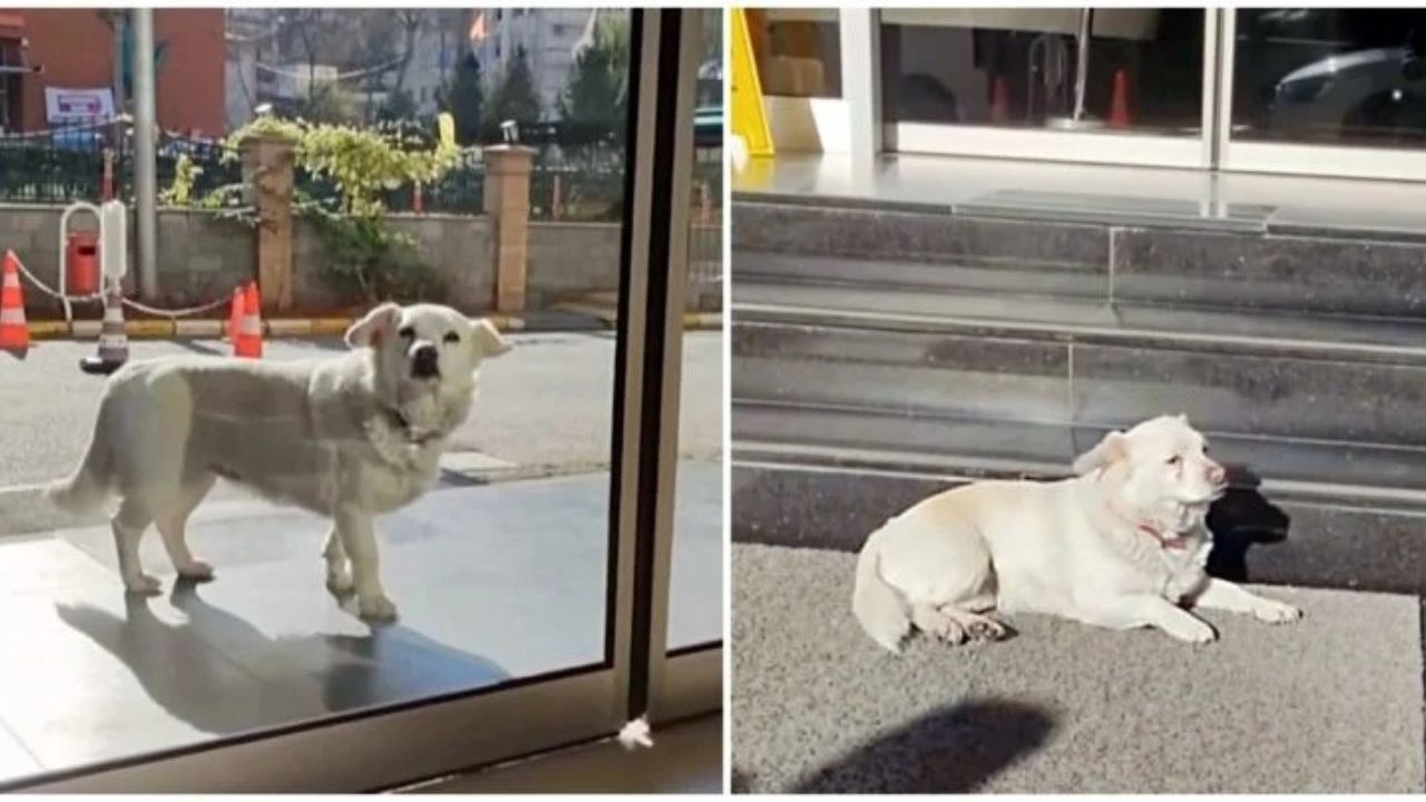 Cagnolina fuori dall'ospedale