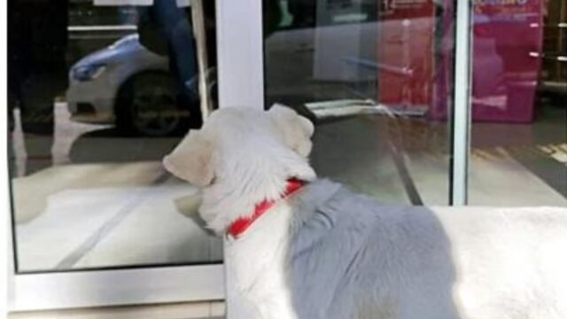 Arriva tutti i giorni alle 9 e aspetta fino a sera: ogni giorno la cagnolina va all’ospedale per trovare il suo amato padrone