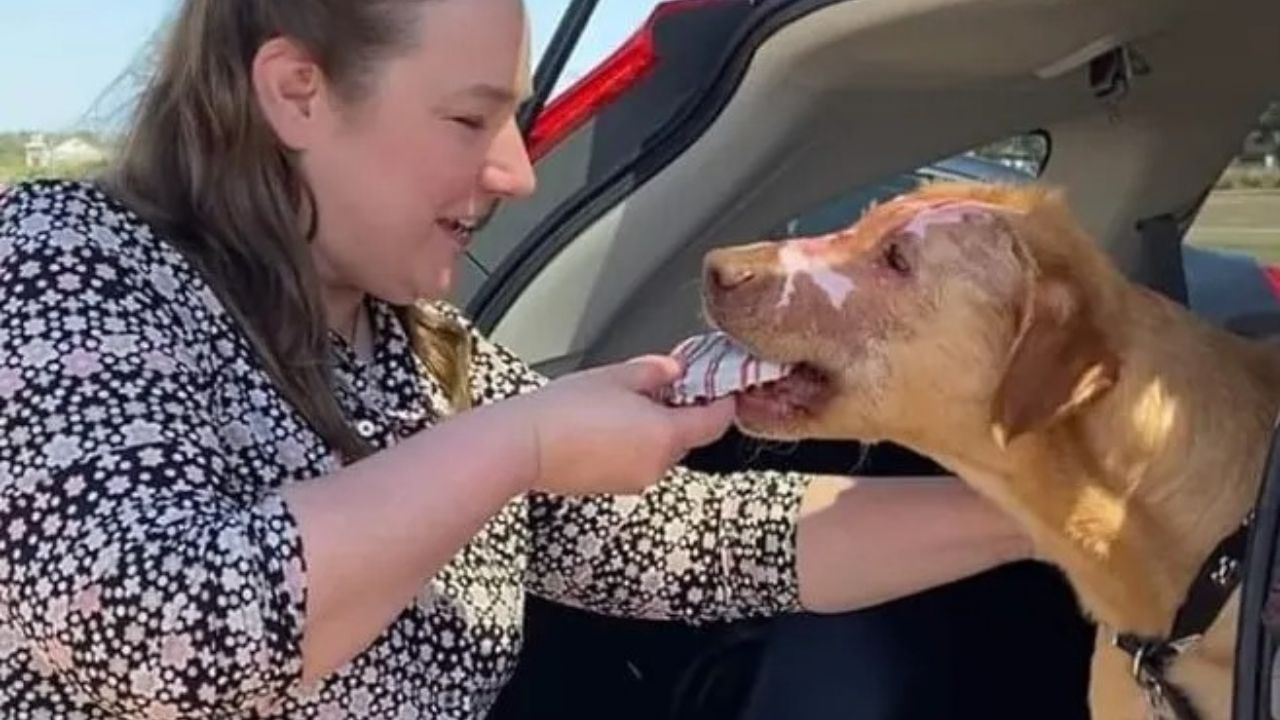 Donna dà da mangiare al cane