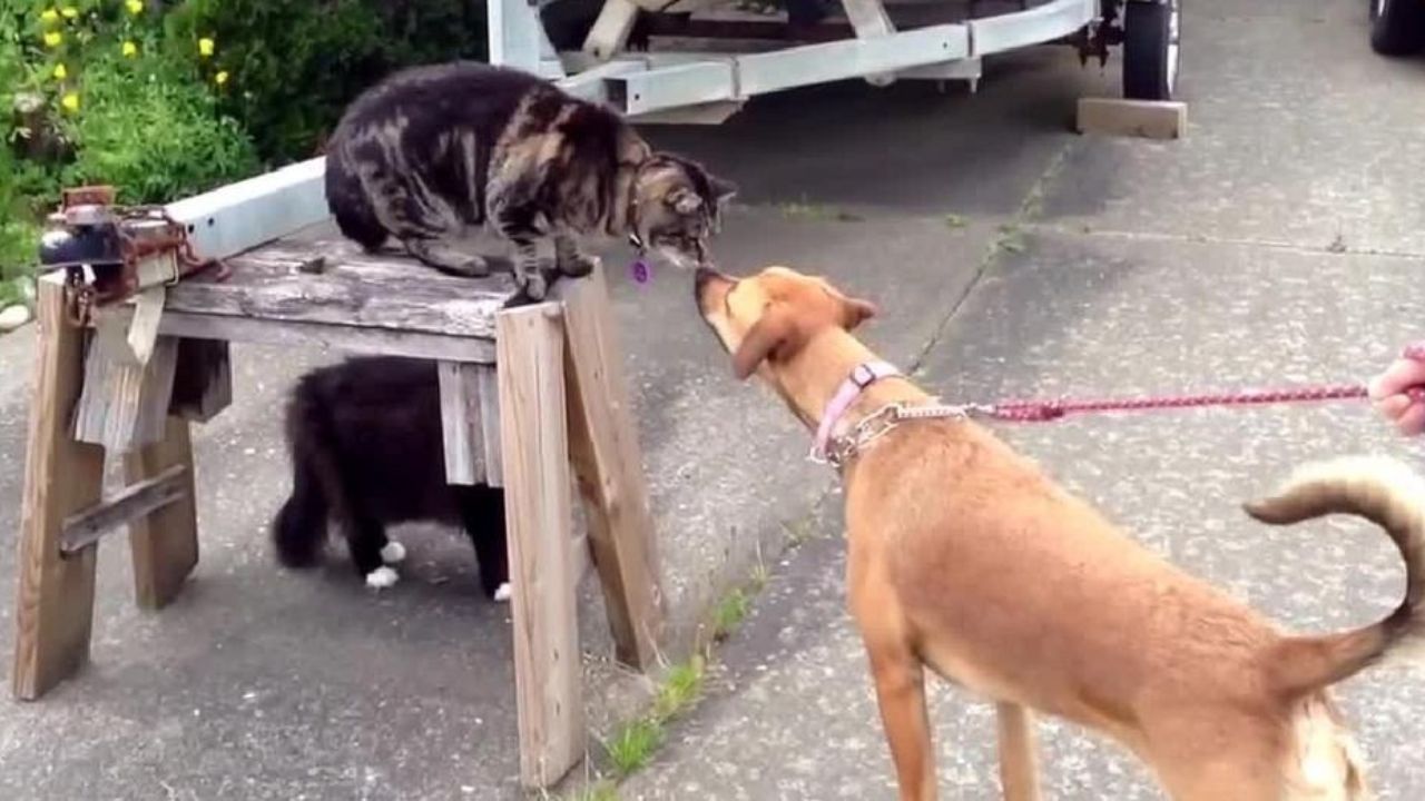 Cane e gatto fanno amicizia