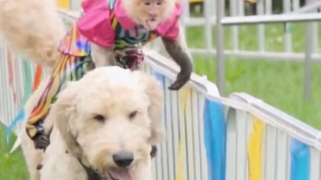 Cosa sta succedendo? Questi due cani hanno degli stranissimi fantini a cavalcarli durante una corsa