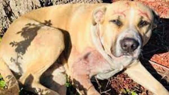 Dei ragazzini gli hanno dipinto la faccia per prenderla in giro, poi il cagnolino è stato abbandonato al suo destino