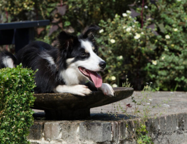 È dimostrato: i cani mordono di più durante le giornate calde e inquinate