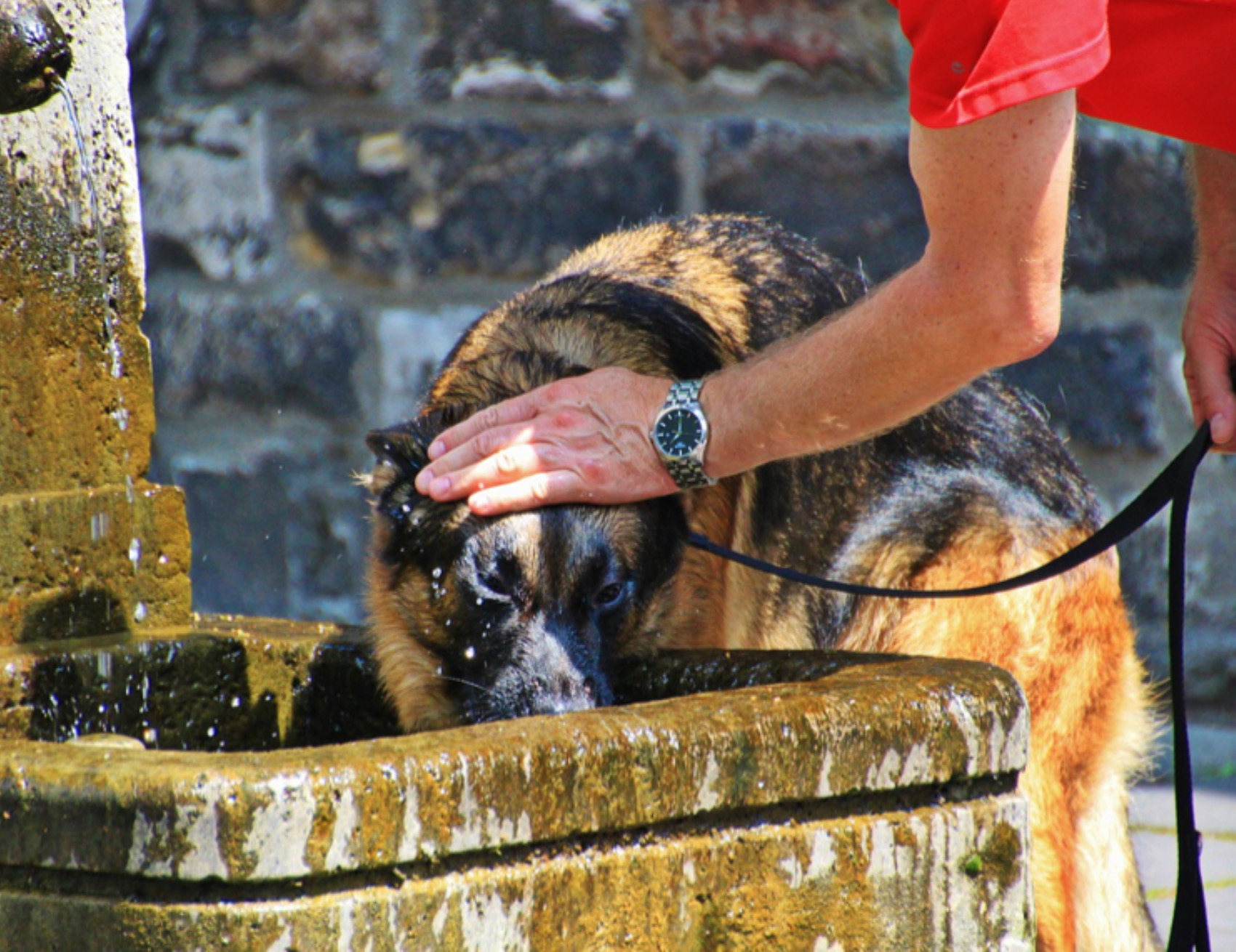 Cane beve l acqua