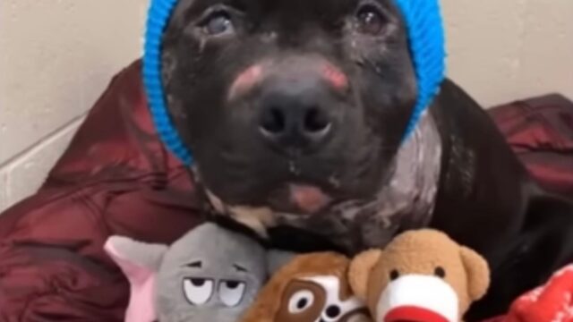 Gli mancava una parte del viso e i suoi ex padroni lo hanno abbandonato pensando stesse morendo: ora il cane ha una seconda opportunità